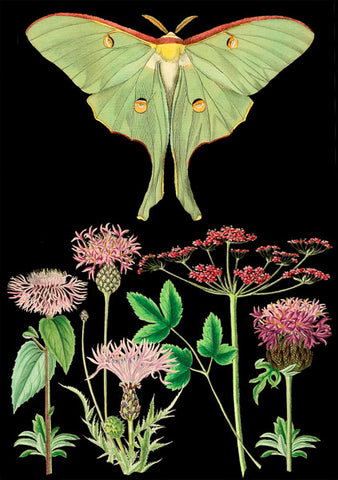 Green Butterfly Blank Card by Madame Treacle