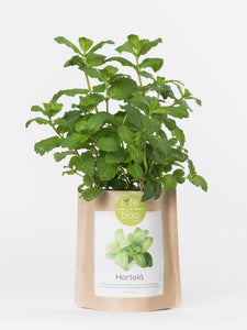 Grow Your Own Peppermint Bag