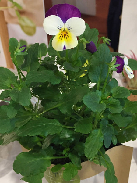 Grow Your Own Wild Pansy Bag