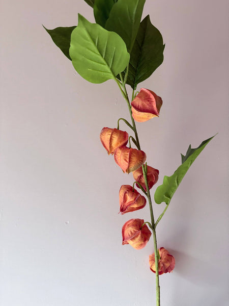 Orange Chinese Lantern Stem