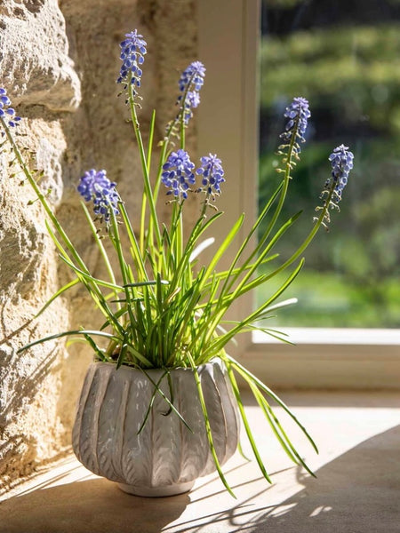 Small White Osmington Plant Pot