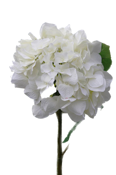 White Large Hydrangea
