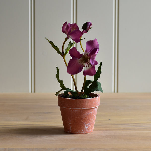 Faux Purple Hellebore In Pot
