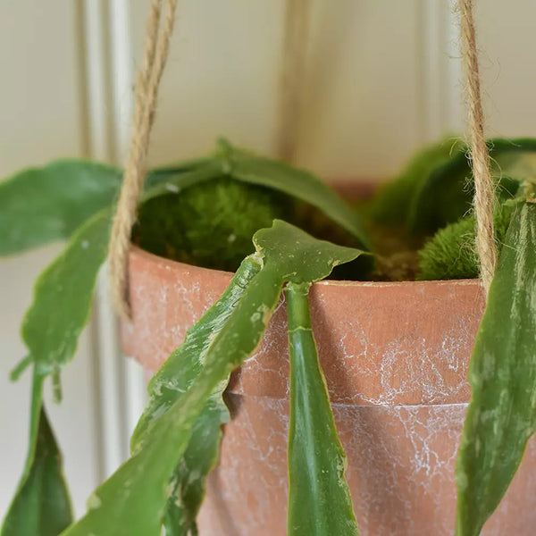 Hanging Cactus In Pot By Grand Illusions