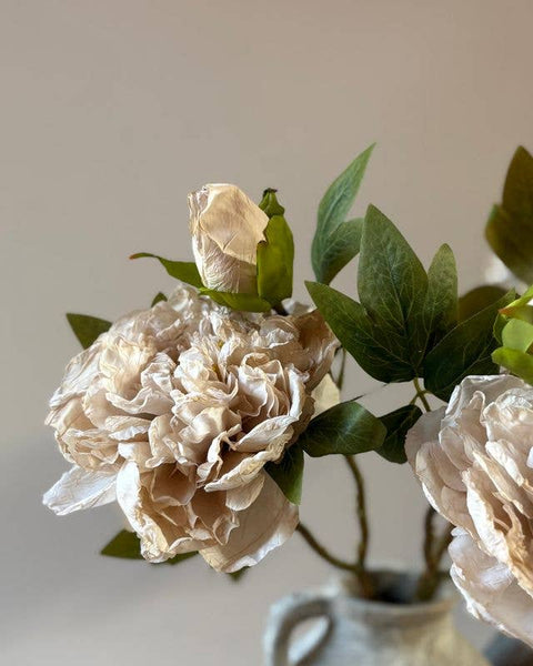 Nude Full Bloom Double Peony