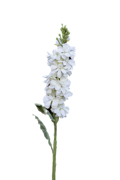 White Stocks Flower