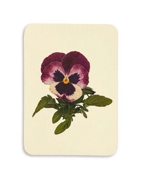 Pansy Greeting Card by Canonbury Press