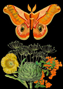 Orange Butterfly Blank Card by Madame Treacle