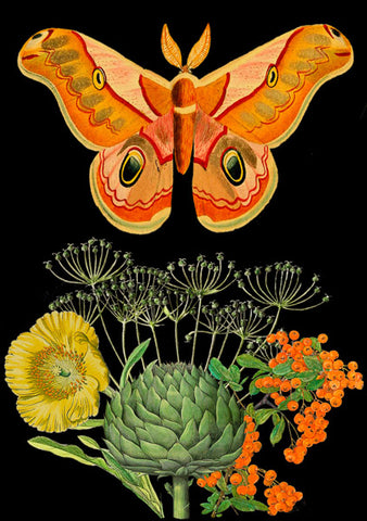 Orange Butterfly Blank Card by Madame Treacle