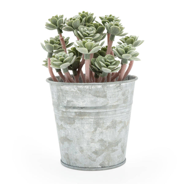 Sedum Succulent in Tin Pot