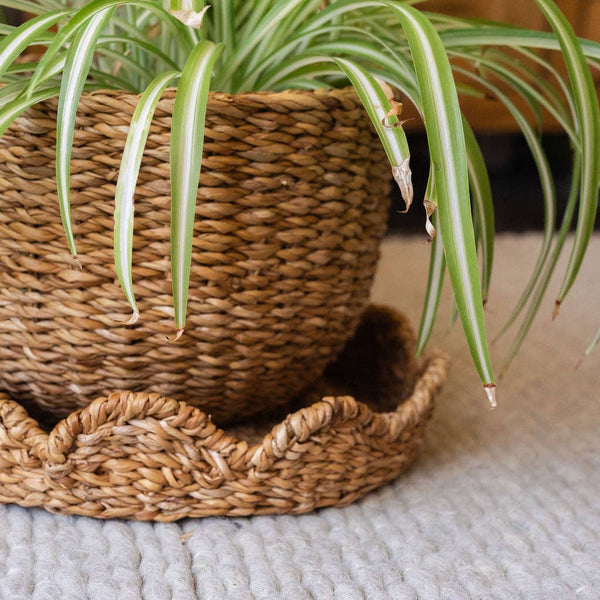 Small Bangali Scallop Lidded Storage Basket