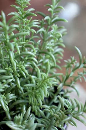 Artificial Rosemary Pot