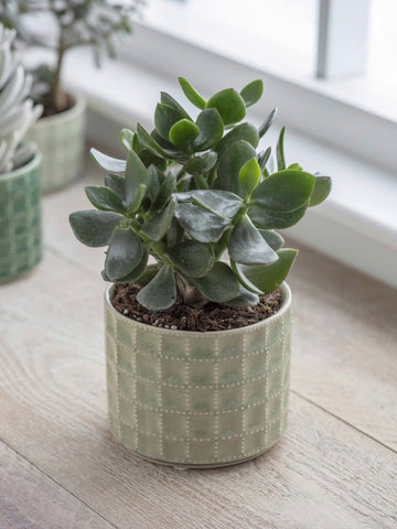 Sage Sorrento Plant Pot