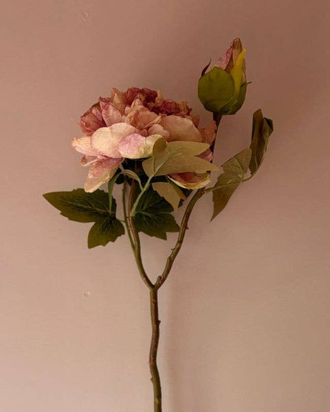 Dusty Pink Full Bloom Double Peony