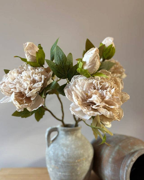 Nude Full Bloom Double Peony