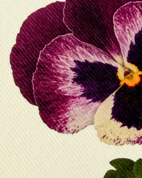 Pansy Greeting Card by Canonbury Press