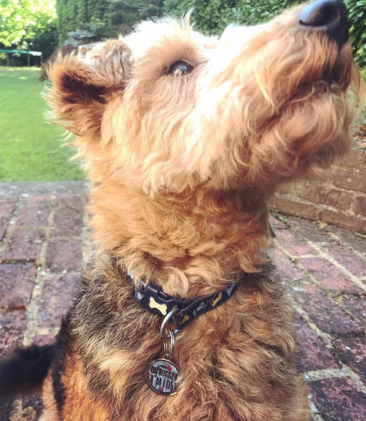 Dog ID Name Tag - "Oh Bugger I'm Lost"