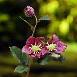 Dark Pink Hellebores