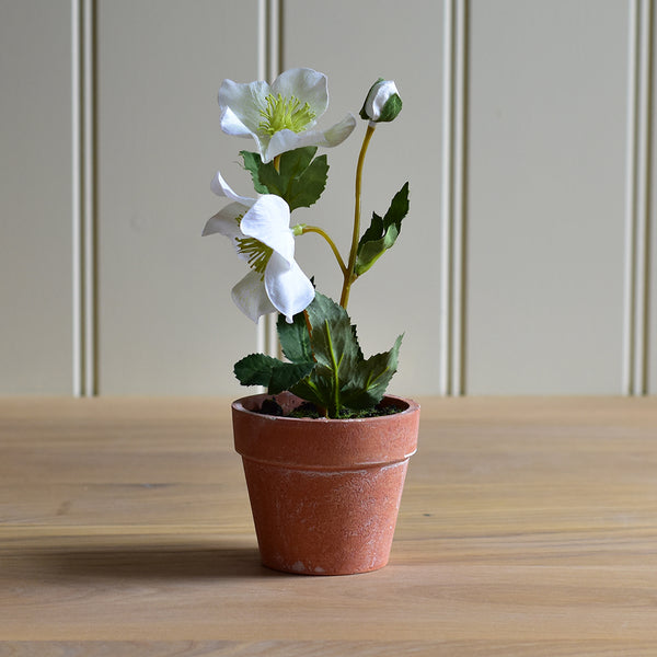 Faux White Hellebore In Pot