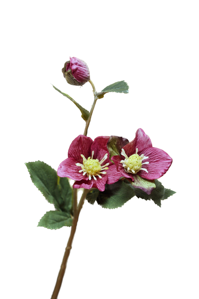 Dark Pink Hellebores