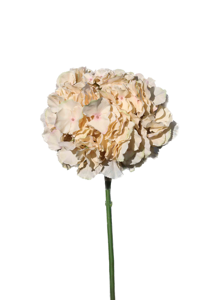 Pale Coffee Hydrangea Extra large Head