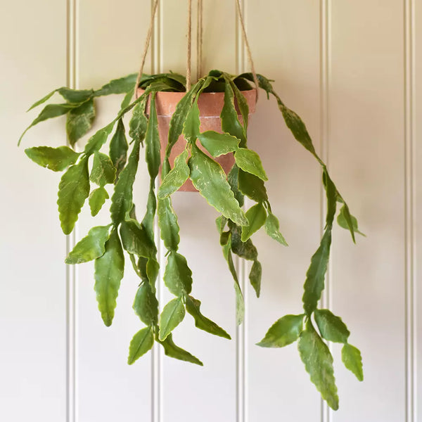 Hanging Cactus In Pot By Grand Illusions