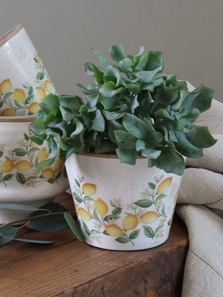 Lemon Blossom Pot