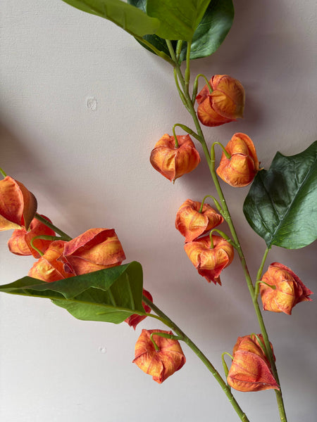 Orange Chinese Lantern Stem