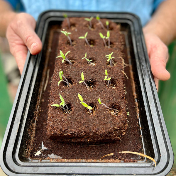 The Brontë Flowers Growbar