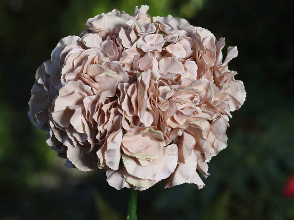 Pale Coffee Hydrangea Extra large Head