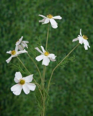 Artificial White Cosmos Daisy Silk Spray  Stem