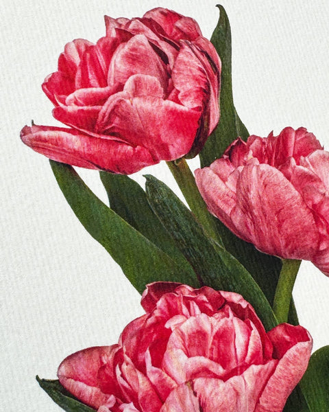 Pink Tulips Greeting Card by Canonbury Press