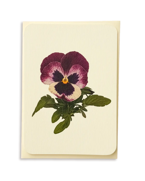 Pansy Greeting Card by Canonbury Press