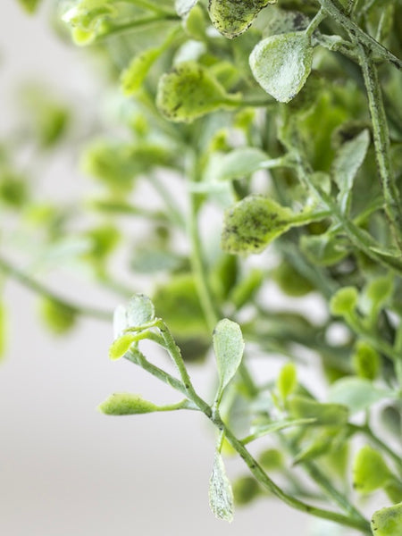 Eucalyptus Gunnii Spray.