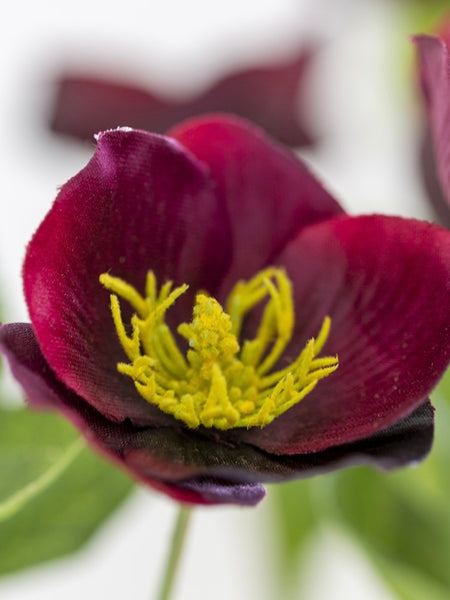 Faux Burgundy Hellebore