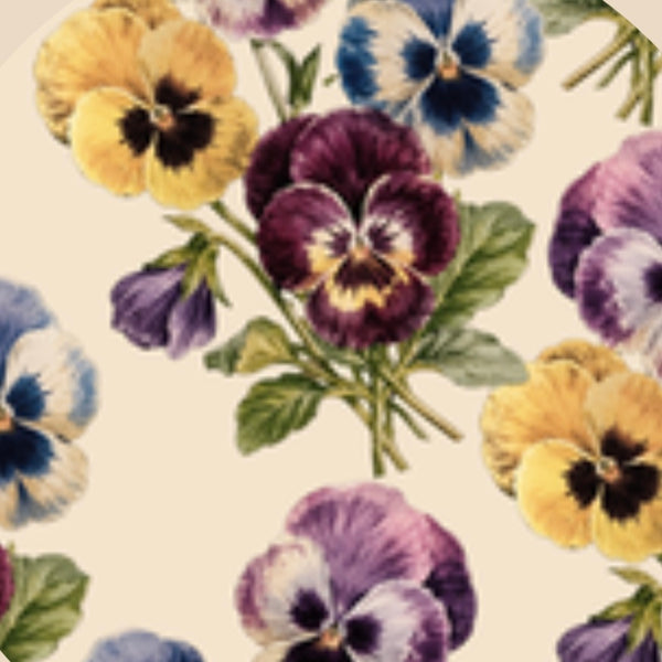 Pansy Parchment Cream Flameless LED Wax Candles Candle Box of 2