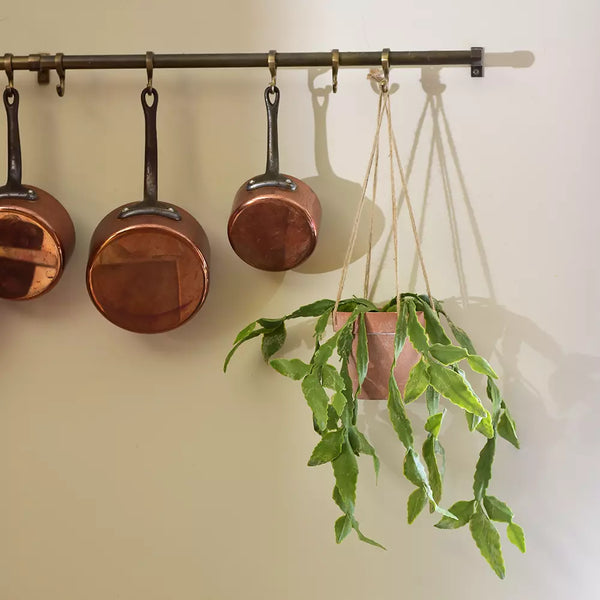 Hanging Cactus In Pot By Grand Illusions