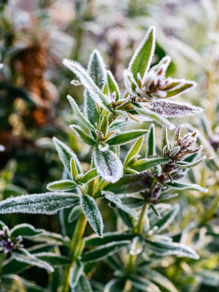 Christmas Winter Thyme Tealights by St Eval