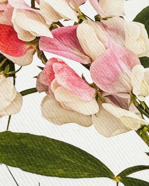Pink Sweet Peas Birthday Card