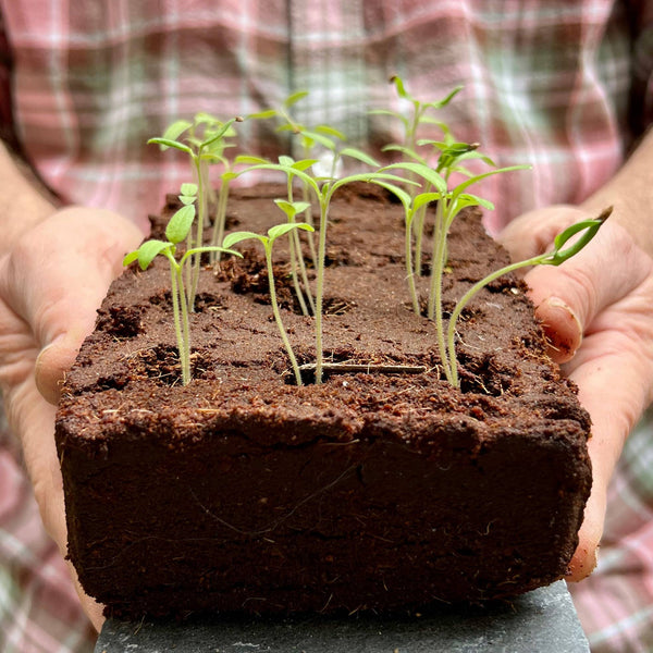 The Jane Austen Flowers Growbar