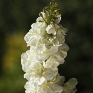 White Stocks Flower