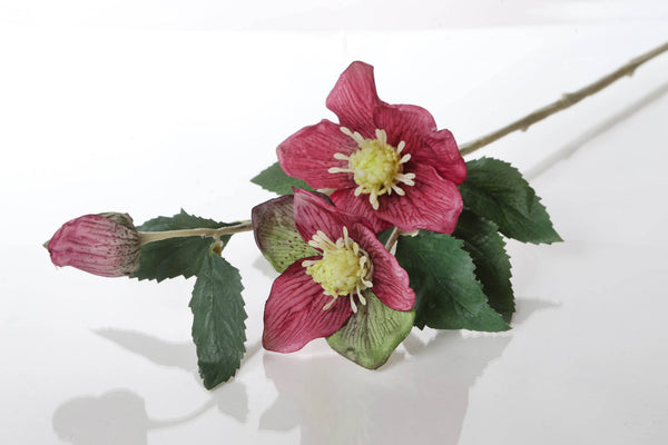 Dark Pink Hellebores