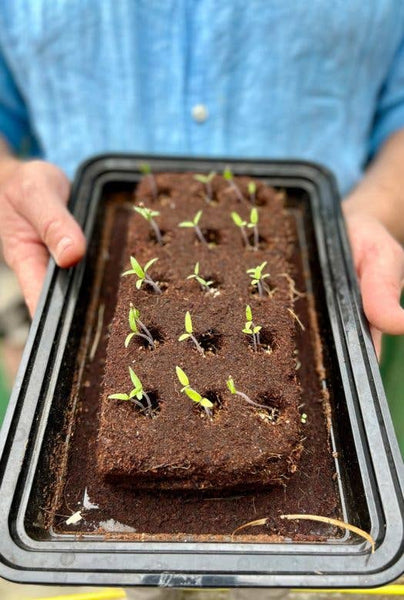 The Cocktail Growbar