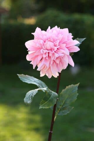 Artificial Light Pink Dahlia large Single Silk Flower Stem