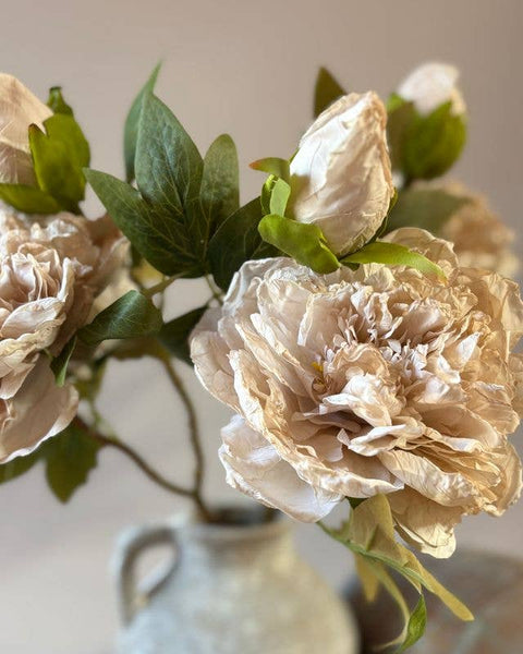 Nude Full Bloom Double Peony
