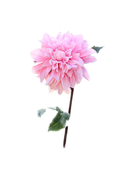 Artificial Light Pink Dahlia large Single Silk Flower Stem