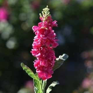 Artificial Dark Pink Stocks