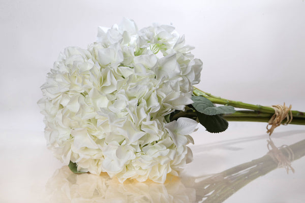 White Large Hydrangea