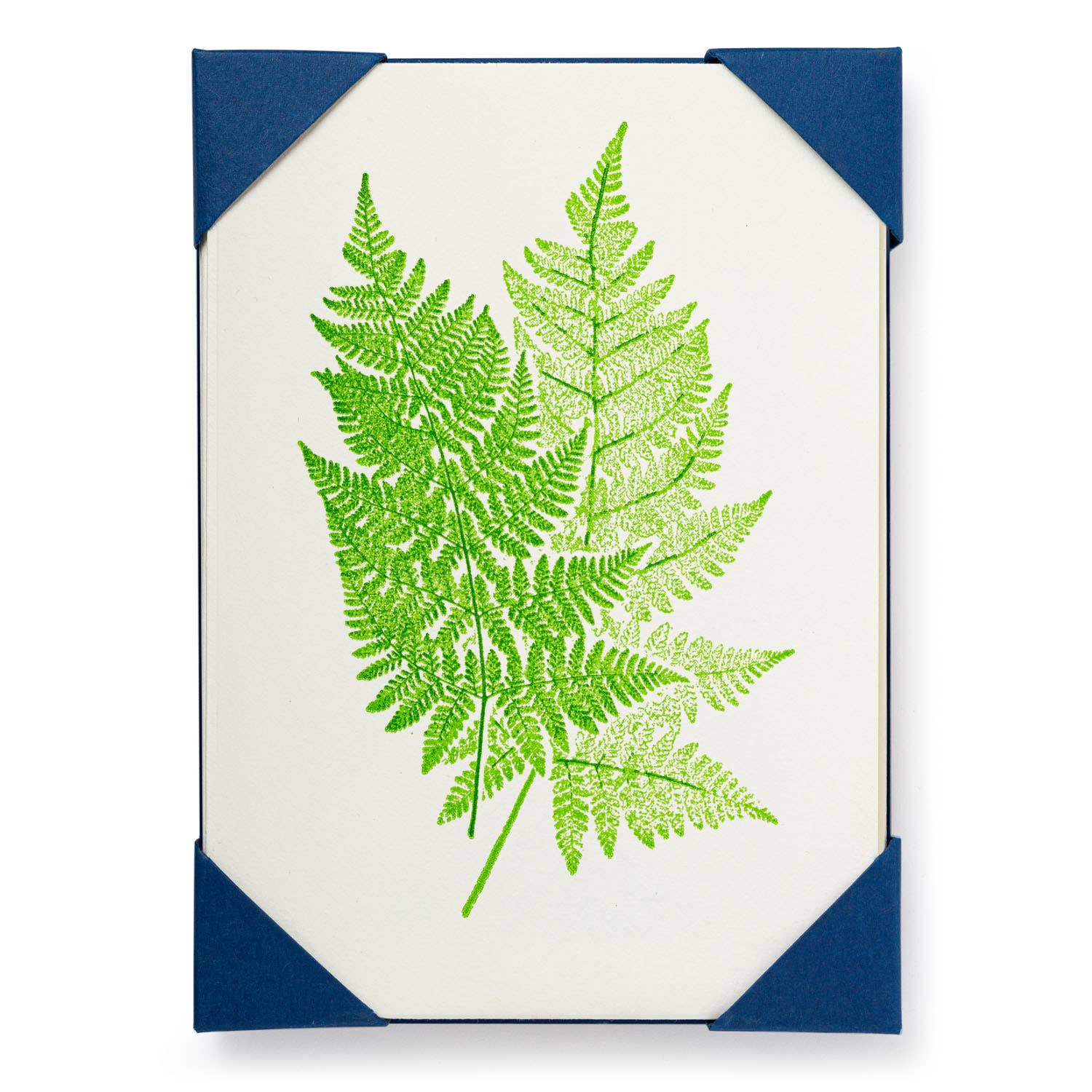 Two Ferns 5 Pack Cards