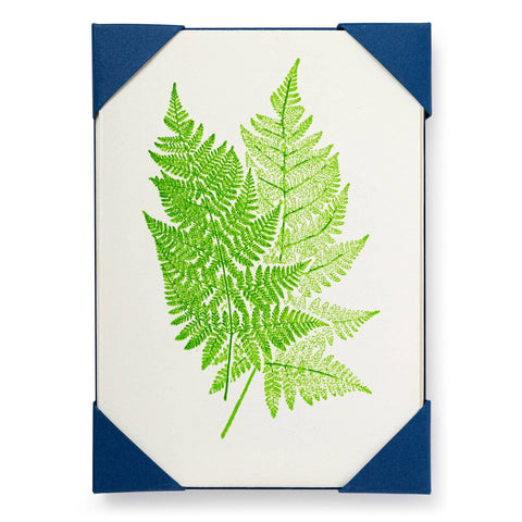 Two Ferns 5 Pack Cards